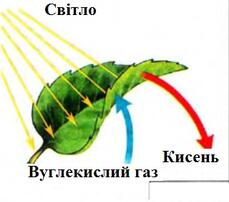 030003dl-8ac3-229x202.jpg