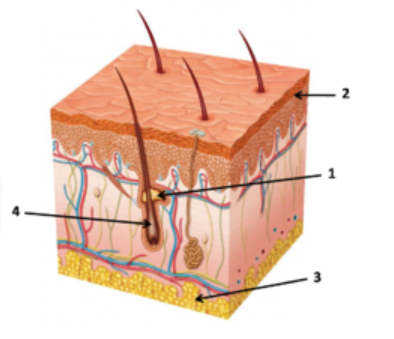 0300087o-29c7-394x339.png