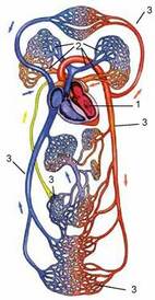 030008q9-4590-142x274.jpg