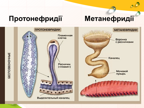 Эволюция выделительной системы презентация