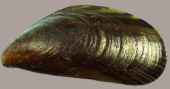 03000eoq-b646-342x180.jpg