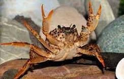 Королевский Леопардовый Краб Parathelphusa Pantherina - Раки и крабы, тритоны и лягушки - Nano Fish
