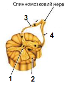 03000has-f45d-319x398.png
