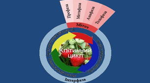 Репродукція еукаріотичних клітин. Життєвий цикл клітин. Інтерфаза (10 клас. Профіль)