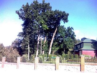 03000s21-906c-316x237.jpg