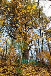 03000sit-4841-177x266.jpg