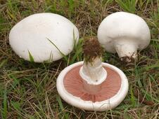 Луговий печериця (звичайний, гриб печериця, Agaricus campestris): як виглядає, види, де і як ростуть, корисні властивості | Сад і огород