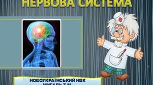 Що таке нервова система 