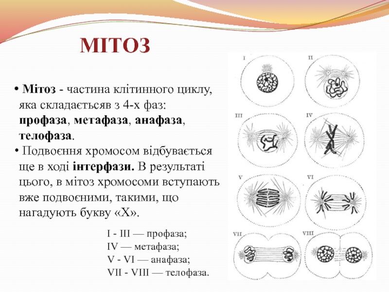 Таємниці мітозу презентация, доклад