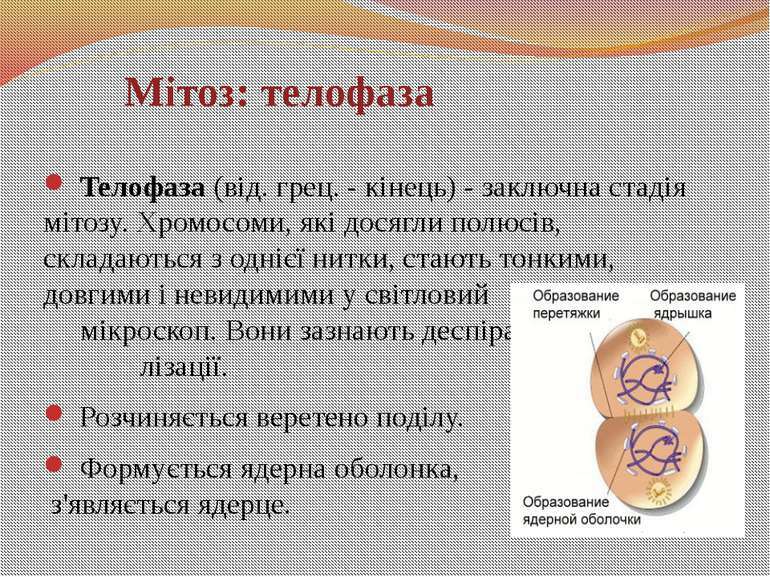 МІТОЗ - презентація з біології