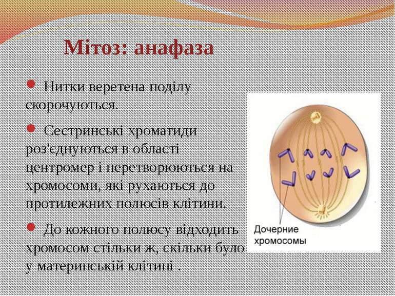 МІТОЗ - презентація з біології