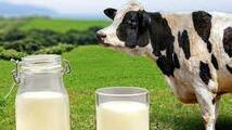 Стало відомо, як компенсується дефіцит молока в Україні – AgroNews