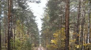 Грунти. Рослинність. Тваринний світ України
