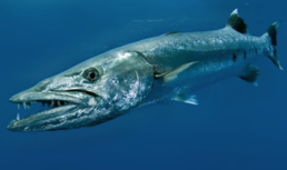 030013gu-f1b2-258x153.png