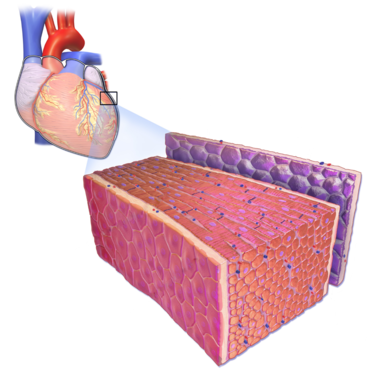 030013hc-e16b-370x370.png