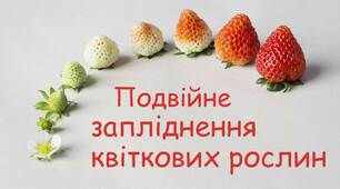 Запліднення