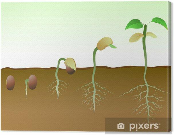 Canvas Print Sequence of bean seeds germination in soil - PIXERS.US