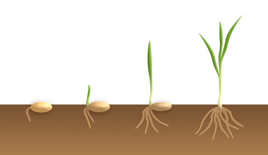 Germination Monocotyledon Key - Free image on Pixabay