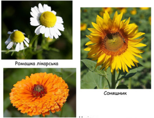 03001chz-100d-316x242.png