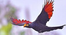03001g7h-a0c9-229x120.jpg