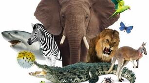 Animals ( підручник Smart Junior 2)