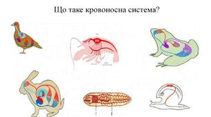 Процеси життєдіяльності тварин 1 Варіант 1