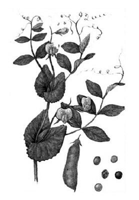 03001r9w-b085-278x401.jpg
