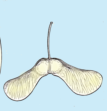 03001uek-1c85-350x363.png