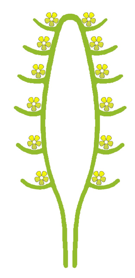 03001ybj-bdc0-455x932.png