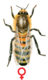 0300201o-2d20-456x758.png