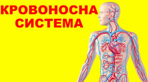 8 клас. Кровоносна та дихальна система людини.