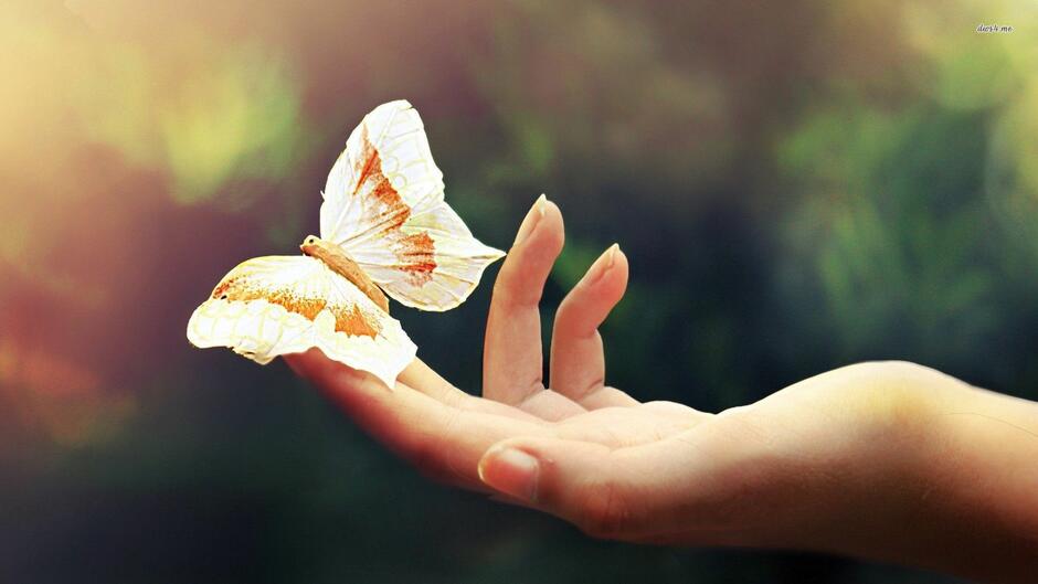 Butterfly on her hand wallpaper - Animal wallpapers - #23872 | Animal wallpaper, Hand wallpaper, Animals