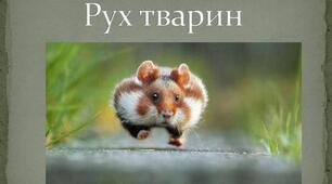 (Копія) Типи симетрії та рух тварин