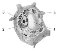 03002ct7-7d0b-200x172.jpg