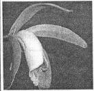 03002dna-a29e-137x133.jpg