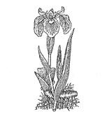 03002e01-f873-146x176.jpg