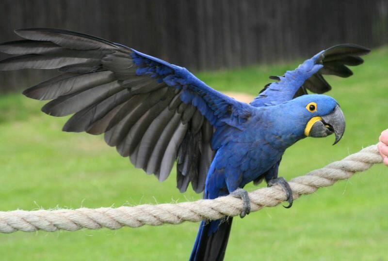 Найбільший і найменший папуги в світі - Про цікаве