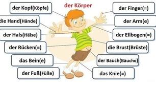 Die Körperteile