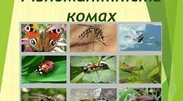 Комахи
