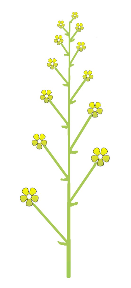 03002vtc-78ee-439x961.png