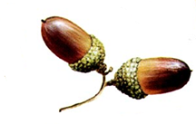 03002xtr-e78f-216x137.png