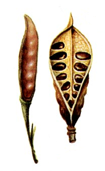03002xu5-d862-208x337.png