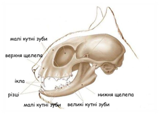03002yee-48a1-318x230.png
