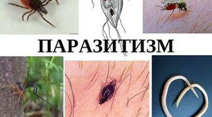 Презентація "Різноманітність паразитичних організмів"
