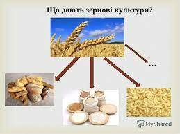 Презентация на тему: "Зернові культури основа сільськогосподарського виробництва. Зерно є основним енергетичним джерелом життєдіяльності людського організму. У структурі продуктів.". Скачать бесплатно и без регистрации.