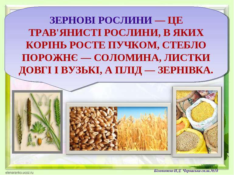 різноманітності культурних рослин - презентація з природознавства