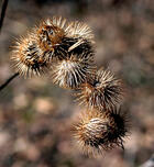 030034fp-6c56-140x152.jpg