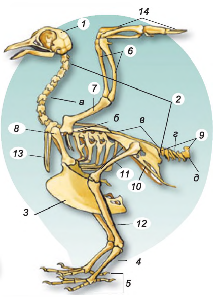 03003cjc-f0c0-428x584.png