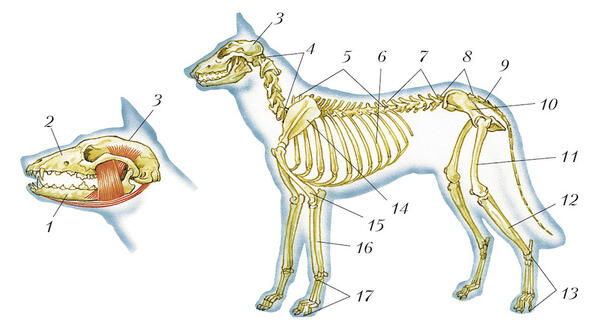 Схема строения скелета млекопитающих