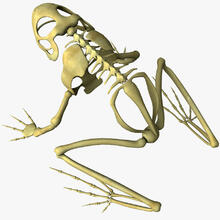 Rana esqueleto Modelo 3D $29 - .stl .3ds .obj .fbx .lwo .c4d .ma .max .xsi .unknown - Free3D